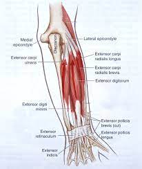 The forearm wrist and hand. Notes On Anatomy And Physiology One Big Tendon