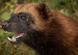 Wolverine Animal Totem Symbolism Meanings Sun Signs Wolverine Animal Animals Wolverine