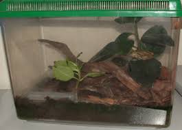 African dwarf frogs do not live in saltwater. Keeping Frogs