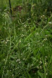 Image result for Euploca ovalifolia