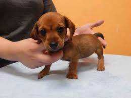 Hide this posting restore restore this posting. Dachshund Puppies For Sale Craigslist