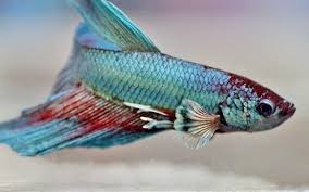 Nevertheless, female betta fish are lovely, colorful, and anything but boring! Betta Fish Names 900 Best Betta Names For Your Feisty Fish Zenaquaria