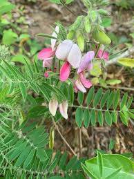 Image result for Tephrosia rhodesica