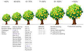 From the ottawa 3 x robusta 5 cross, 1976. Images Frech Training Of Fruit Trees Google Search Fruit Trees Pear Pear Trees