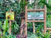 The Forest | Kona Cloud Forest Sanctuary