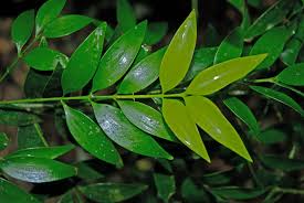 Image result for Nageia nagi