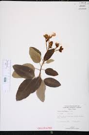 Image result for Cordia africana