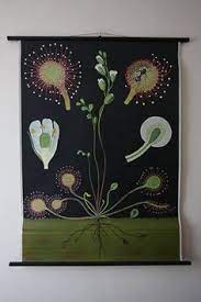 See more of john koch construction on facebook. 8 Vintage German Wall Charts Botanicals Ideas Botanical Illustration Vintage German German Wall