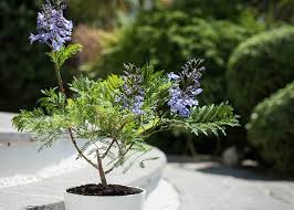 Image result for Jacaranda mimosifolia