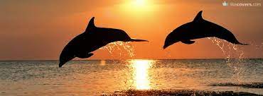 Two Dolphins Jumping In The Sunset Facebook Covers