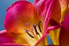 Freesia Freesia Flowers Flower Quotes Flowers