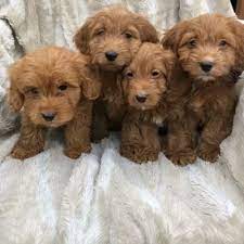 Whether you are you new to the area or are just looking for the free puppies close by you have come to the right place. Free Pets And Dogs For Free Rehoming Near Me Srehoming Twitter