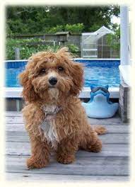 Timshell Farm Cavapoochon Puppies Scarlett Cavapoochon Puppies Cavapoo
