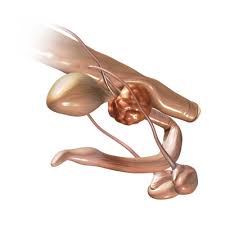 For male dogs that are intact (not neutered), various kinds of prostate problems (e.g. Interactive Animal Willamette Veterinary Hospital