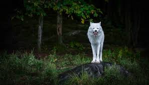 Check spelling or type a new query. 4k Wolf Wallpapers 2019 Allhdwallpapers