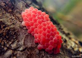 Jump to navigation jump to search. Daily Photography Contest By Juliank Macrophotography Golden Slug Eggs Steemit