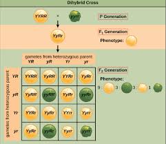 Start a free trial now to save yourself time and. How Would You Find Out The Phenotypic Ratio Class 12 Biology Cbse