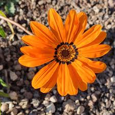 Image result for Gazania krebsiana