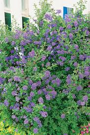 When cut to the ground in late winter to early spring, it responds by. Show Stopping Shrubs Finegardening