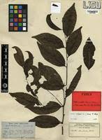 Image result for Diospyros abyssinica