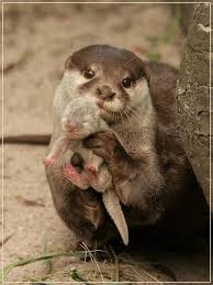32 Pictures You Need To See Before You Die Cute Animals Cute Baby Animals Baby Animals