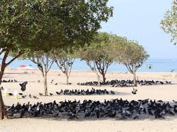 We did not find results for: Why Kuwait Is One Of The Hottest Places On Earth Kuwait Gulf News
