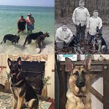 The portion of a particular state each group below serves is indicated by the symbol next to its name Anderson Kennels And West Ga German Shepherd Rescue Home Facebook