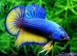 Ich habe die bilder mit dem handy gemacht und bin kein. Blue Mustard Gas Hmpk Betta Fish Types Betta Fish Siamese Fighting Fish