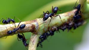 Kumpulan Cara Membasmi Semut Hitam Di Pohon Mangga Fumida