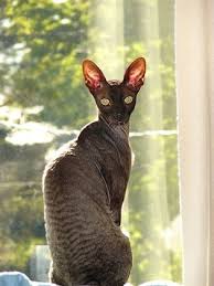 Cornish Rex Origin Great Britain Colors Any Size Small To Medium Weight Females 5 7 Lbs 2 3 3 2 Kg Coat Type S Cat Breeds Devon Rex Cats Rex Cat