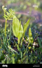 Image result for Ophioglossum vulgatum