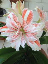 Image result for Hippeastrum