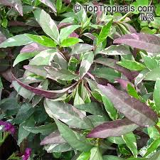Image result for Eranthemum laxiflorum