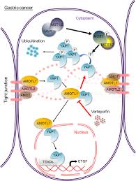 Download your free guide to using a mortgage. Amotl1 Enhances Yap1 Stability And Promotes Yap1 Driven Gastric Oncogenesis Oncogene