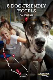 7 Great Dog Friendly Hotels In California In 2020 Dog Friendly Hotels California Roadtrip California Hotel
