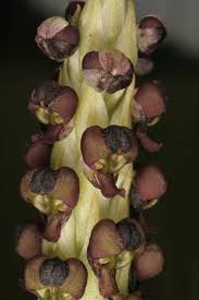 Image result for Corycium