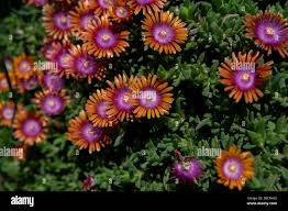 Image result for Delosperma tradescantioides