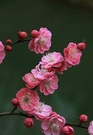 Pin By Ashley Bendiksen On Flowers Seem Intended For The Solace Of Ordinary Humanity John Ruskin Beautiful Flowers Love Flowers Flowering Trees