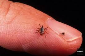 Le protocole de base est composé de 4 plantes à connaître absolument. Tiques Et Maladie De Lyme