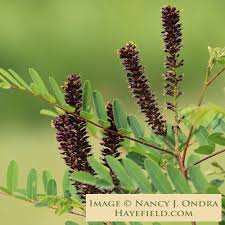 Image result for Indigofera filipes