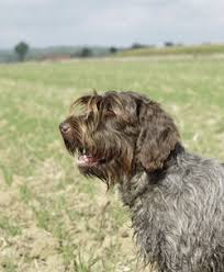 Image result for český fousek stavba těla