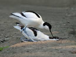 Image result for avocet