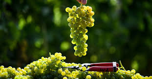 Traditionell wird die weinlese im weinberg manuell vorgenommen, wobei man die reife traube mit der hand abschneidet. Die Ersten Winzer In Sudbaden Starten Mit Der Weinlese 2019 Baden Fm