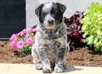 Puppies - Blue Heeler, Australian Cattle Dogs For Sale ...