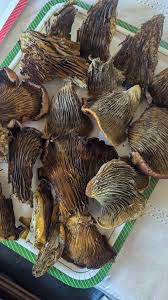 My first time experimenting with Omphalotus olivascens; Western  Jack-o'-Lantern in Wool From left to right: No mordant at 170° Alum mordant  Iron mordant and Washing Soda in dye bath at pH11