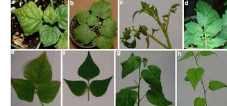Webmd consulted experts on weight loss and fasting for answers. Infectivity Of Dimers Of Wgmstv Jm Alb 05 A Infected N Benthamiana Download Scientific Diagram