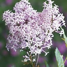Downy Lilac