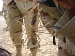 So, why is it so, here you can find some answers for questions which worry you and just simple facts about this creature. Arthropods In Pop Culture Attack Of The Camel Spiders Arthropoda