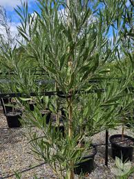 Image result for Acacia melanoxylon