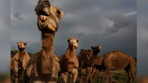 However, most of us actually don't know the functions of those bumps, but that's what we're. Australian Hunters To Kill 10 000 Feral Camels From Helicopters Amid Worsening Drought Live Science